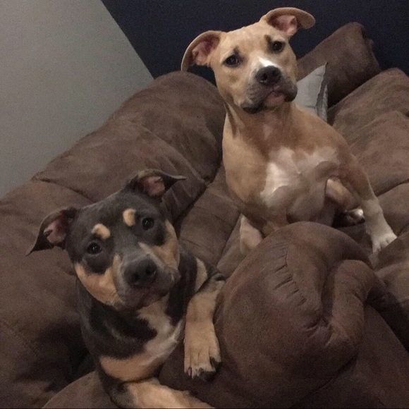 Meet your Posher, Mackenzie - Picture 1 of 1